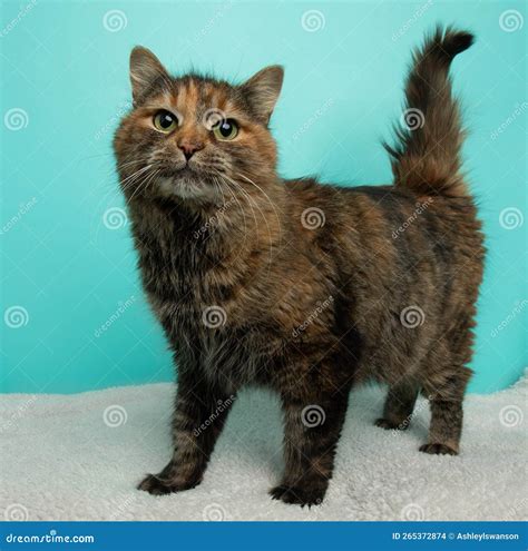 Tortoiseshell Cat With Green Eyes Standing On A White Blanket Stock