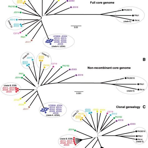 Comparison Of Phylogenetic Trees Constructed From Different Core