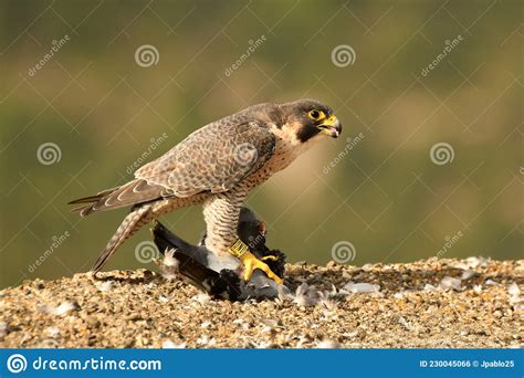 Peregrine Falcon with Its Prey in Its Hunting Territory Stock Photo ...