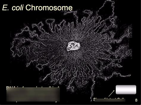 Mcb Exam Lecture Chromosome Structure Dna Condensation Dna