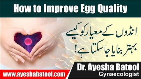 How To Improve Egg Quality In Females Best Ways To Improve Eggs