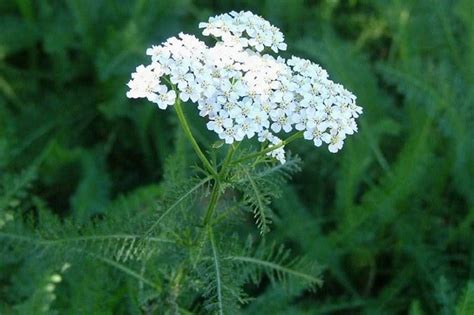 Milenrama Achillea Millefolium