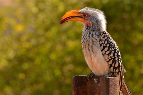 74+ Best Free Hornbill Stock Photos & Images · 100% Royalty-Free HD ...