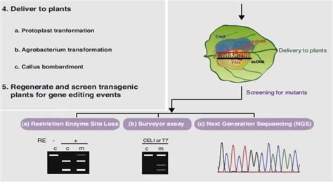 Genome editing