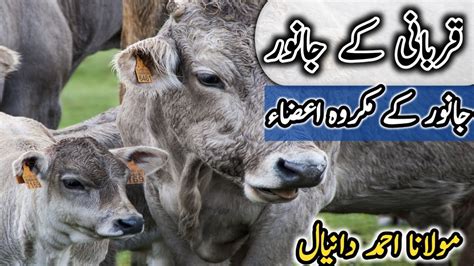 Qurbani Ky Janwar Qurbani Ky Makroh Azaa Qurbani Masail Youtube