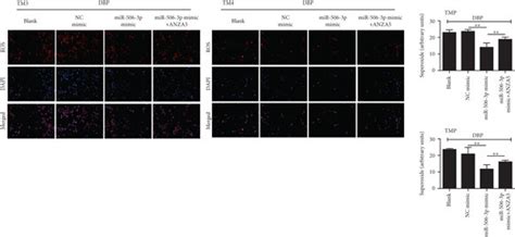 Mir 506 3p Aggravated The Oxidative Stress Of Dbp Treated Tm3 Cells By Download Scientific