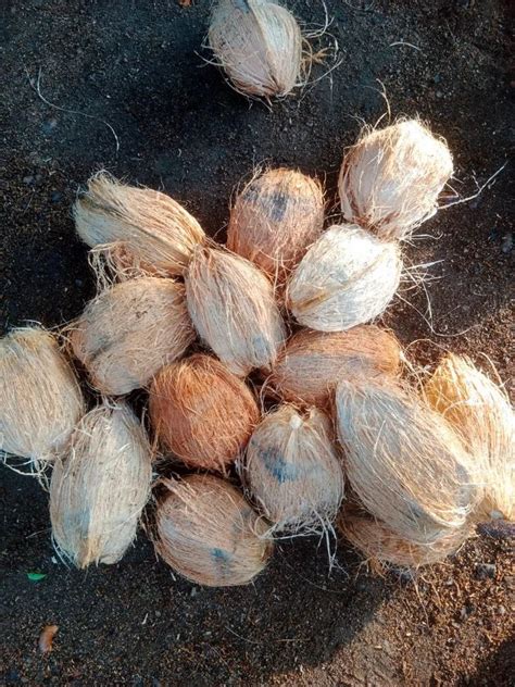 A Grade Tamil Nadu Semi Husked Coconut Packaging Size Kg Coconut