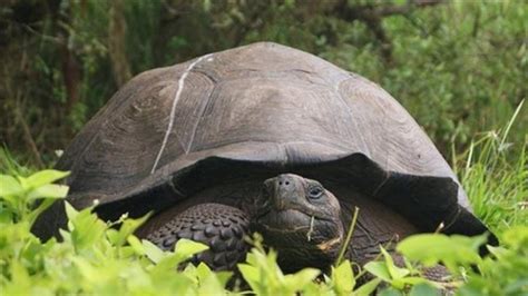 Descubren Una Nueva Especie De Tortuga Gigante En Las Gal Pagos