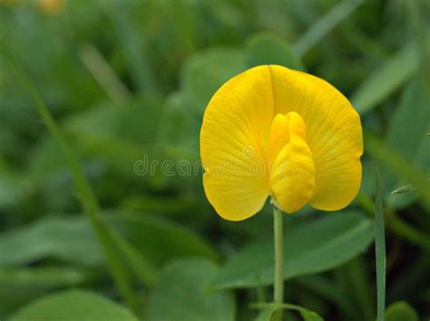 Flor De Arachis Duranensis Amarilla Con Fondo Borroso Verde Foto De