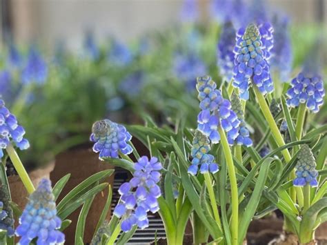 Muscari (grape hyacinth) Plant Care - Rooted Flowers