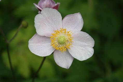 How to Grow Japanese Anemone (Beginner's Guide) - Gardenisms