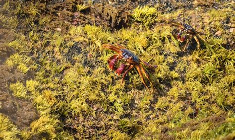 Premium Photo Pair Of Grapsus Albolineatus Crabs Crawling On Top Of