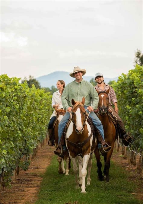 Vineyard Horse Tours - Wine and Country Life