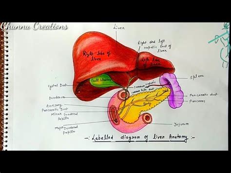 Where Is Liver Pain Felt Diagram