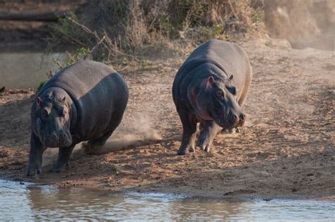 Polar Bear Vs. Hippo (Differences, Habits, Size)