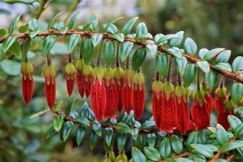 Beautiful Red Blooming Agapetes Serpens Stock Image - Image of agapetes, beautiful: 116558109