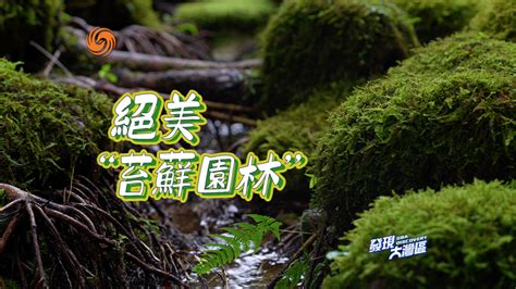 中国第一家苔藓园林“幽苔园”，就藏在广东深圳 凤凰网视频 凤凰网