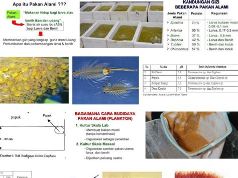 Cara Membuat Kutu Air Pakan Ikan