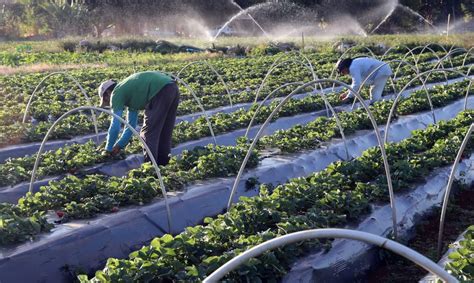 Agricultura sustentável - O que é, sustentabilidade, benefícios, Brasil