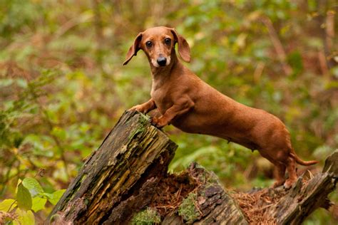 A Comprehensive Guide To The Most Popular Brown Dogs