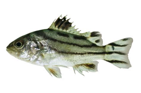 Terapon