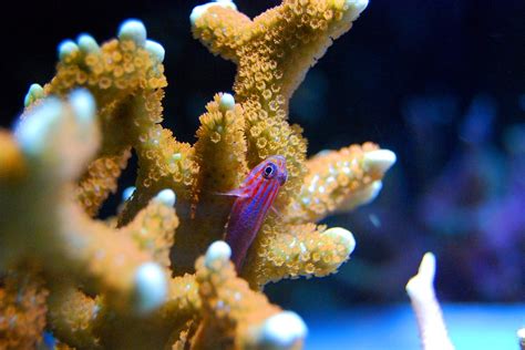 Coral Polyps: The Building Blocks of Coral Reefs