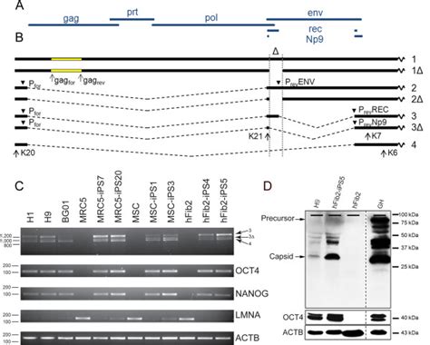 Herv K Hml Expressed At Rna And Protein Level In Es Ips Cells A