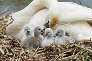 Mute Swan cygnets photo WP09550