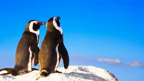 Love Birds Two Penguins Take A Romantic Stroll On The Beach Hand In Hand Video — Rt World News