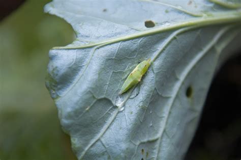 How To Get Rid Of Cabbage Worms Safely And Naturally Dengarden