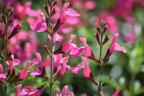 Salvia Arctic Blaze Fuschia And Purple Salvia Greggi Grow Wild Greenery