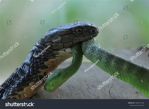 King Cobra Eat Venomous Green Viper Stock Photo 1804931296 | Shutterstock