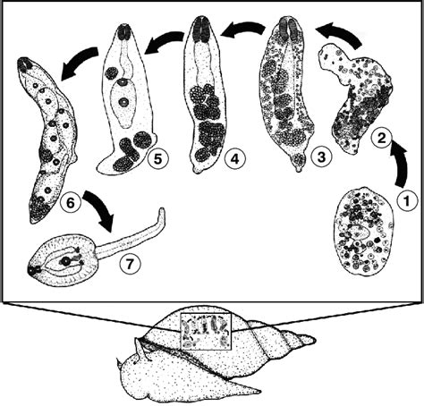 Illustration Demonstrating The Development Of The Larval Stages Of F