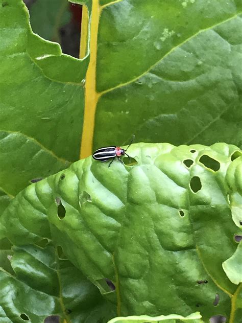 Pennsylvania chard pest? : r/whatsthisbug