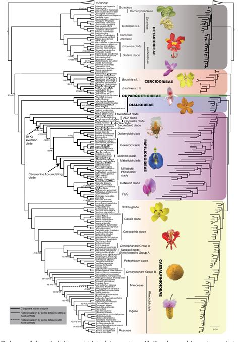 Figure 1 From Exploration Of Plastid Phylogenomic Conflict Yields New Insights Into The Deep