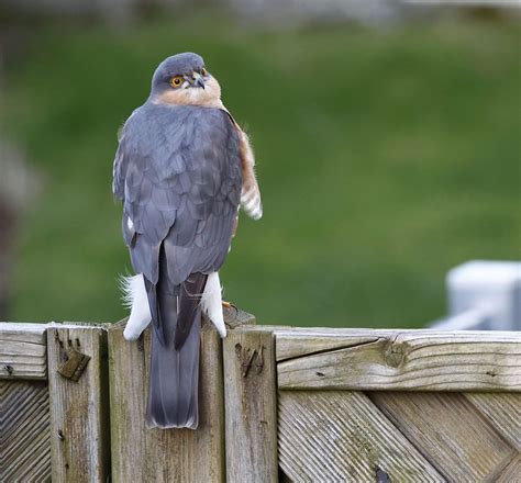 Sperber zu Besuch Sperber Accipiter nisus c Ulrich Köl