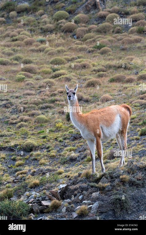 Guanaco Lama Guanicoe Torres Del Paine National Park Chilean