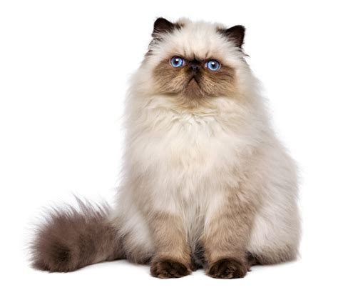 K&K KittiKats – Persian, Chinchilla Persian & Himalayan Cattery in Texas