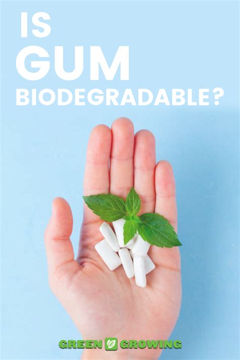 Have You Ever Wondered If Chewing Gum Is Biodegradable Well You Have Come To The Right Place