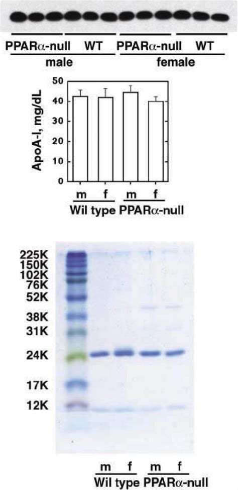 Analysis Of Apolipoproteins A Plasma Apoa I Concentration Measured By