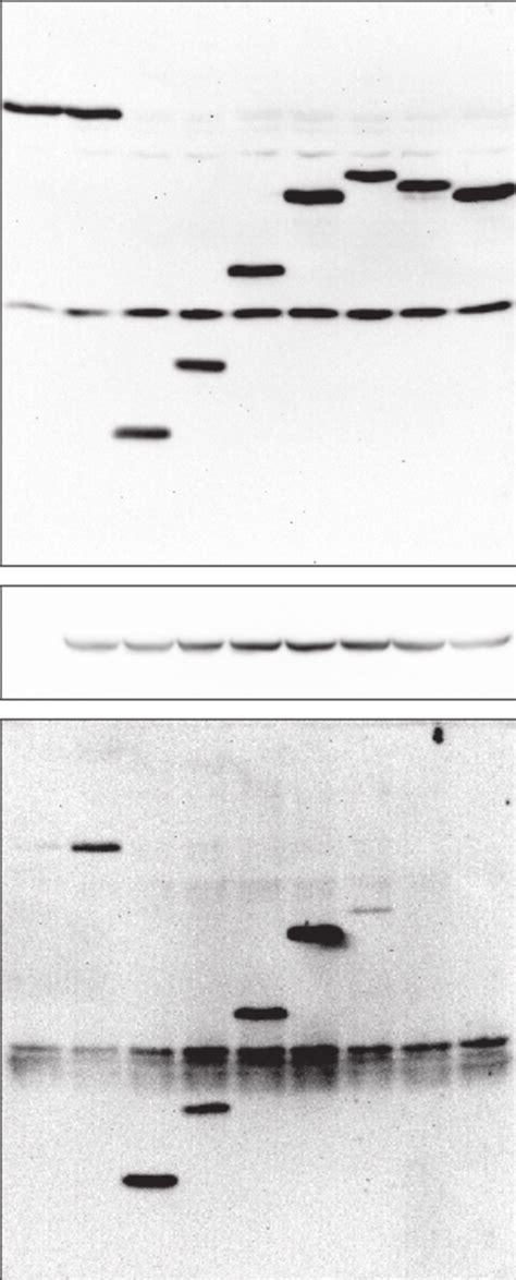 Effect Of OSBP Mutants On HCV Replication And Secretion Huh7 Cells