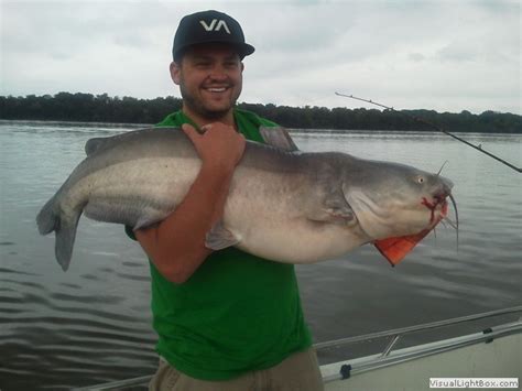 James River Catfishing Guide Guide Service For Blue Catfish On The