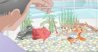 How To Breed Goldfish Steps With Pictures Wikihow