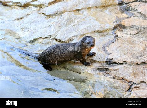 African Clawless Otter, Oudtshoorn, Little Karoo, South Africa Stock ...