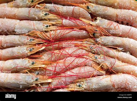 Boiled Frozen Shrimp Arranged In Neat Rows Stock Photo Alamy