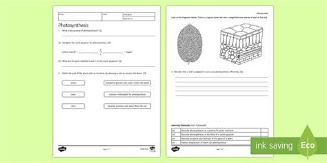 Photosynthesis Worksheet Ks Biology Resources Twinkl