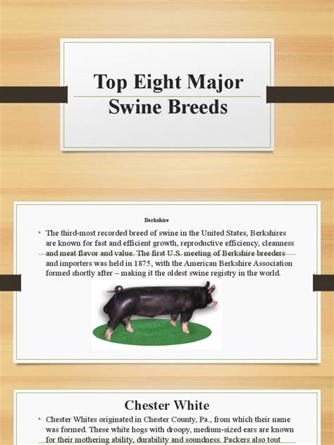 Top Eight Major Swine Breeds | PDF | Pig | Domesticated Animals