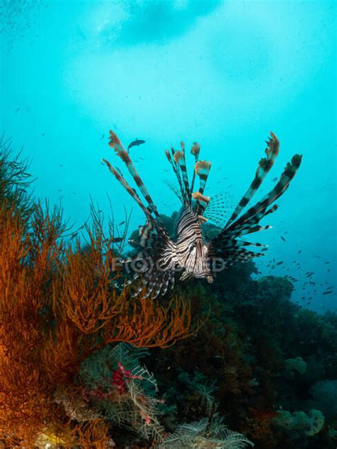 Lion Fish Swimming On Coral Reef Raja Ampat West Papua Indonesia