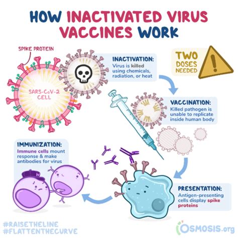 Vaccine Flashcards Quizlet