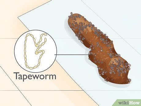 How to Identify Worms in a Cat: 14 Steps (with Pictures) - wikiHow